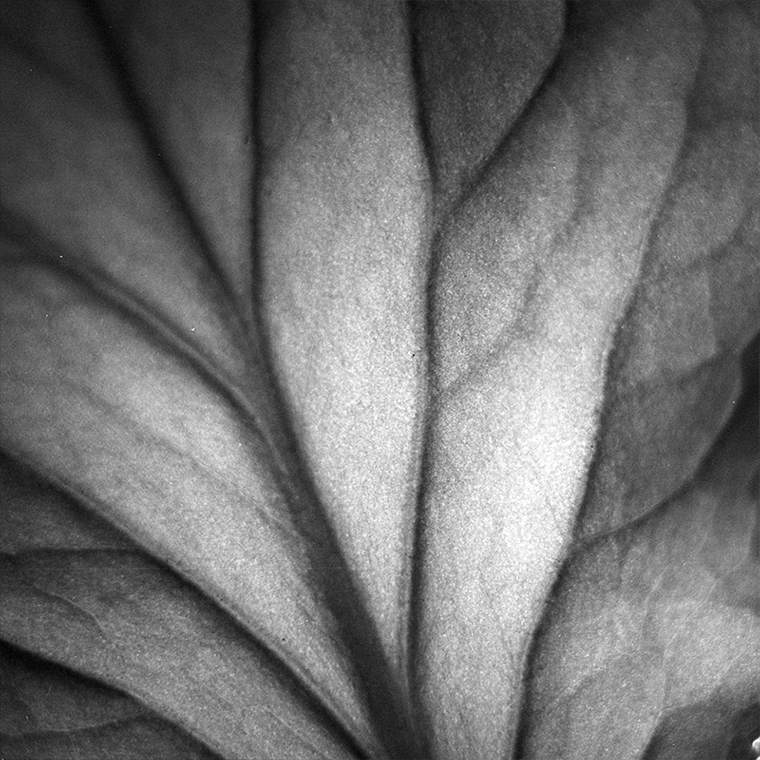 Leaf